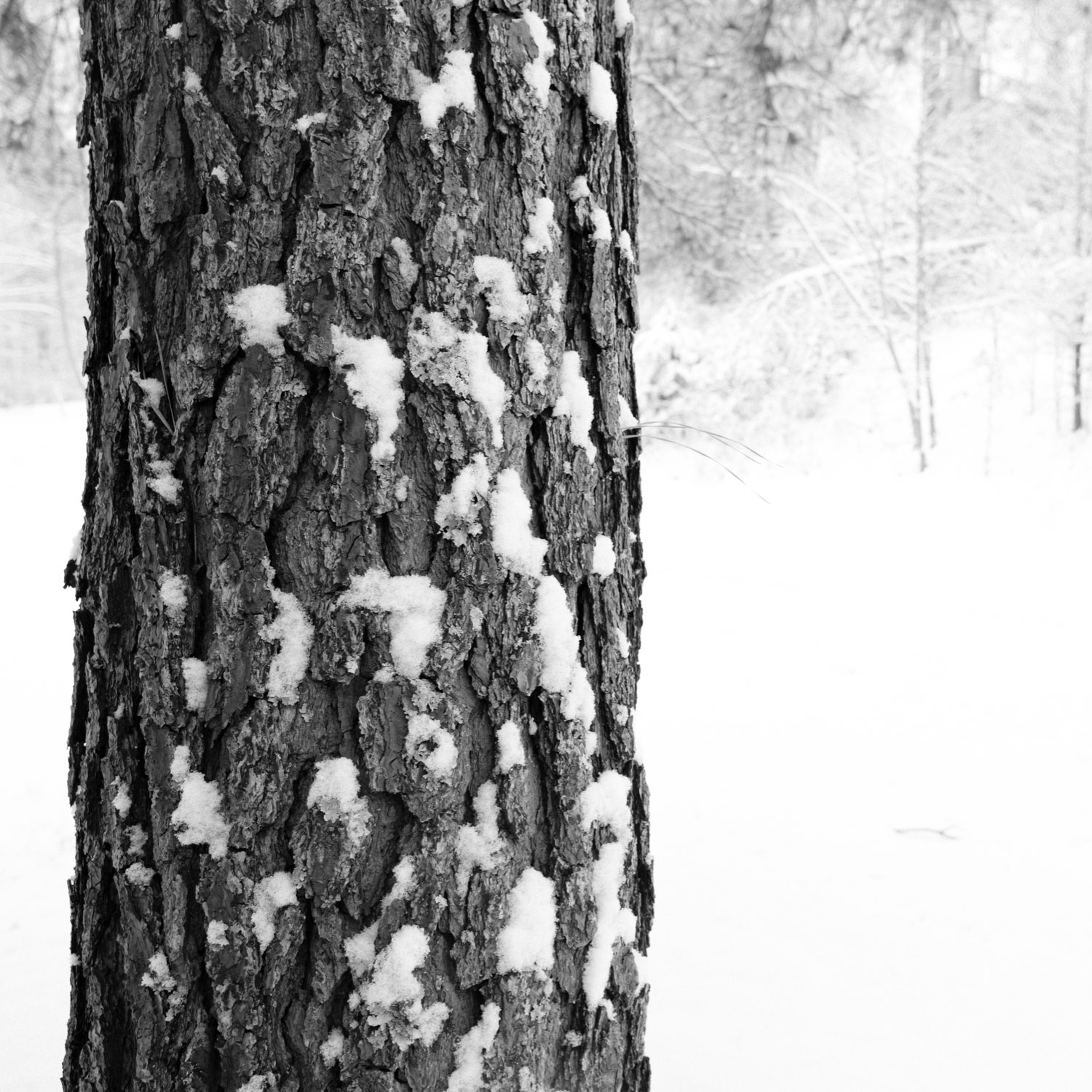 tree in the snow, bark detail